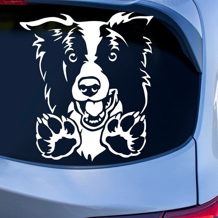 Border collie