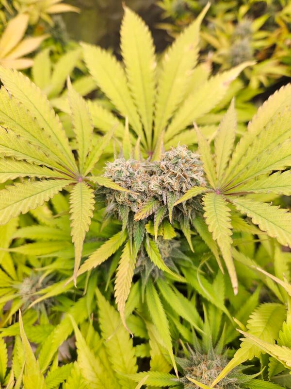 ConsciousCannabis - Premiums