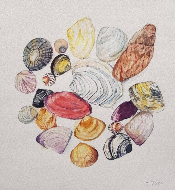Circle of Shells