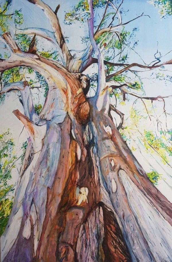 Majestic Gum Tree