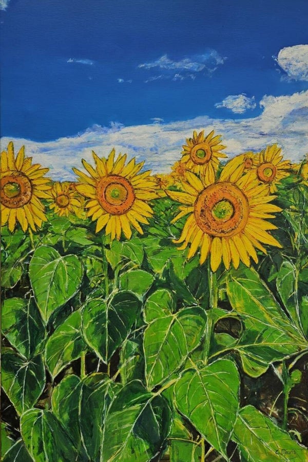 Sunflower Field