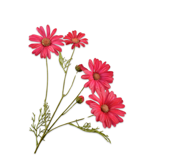 Margriet tak beauty 60 cm