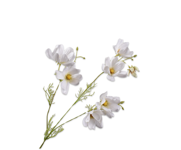 Cosmos creme 56 cm