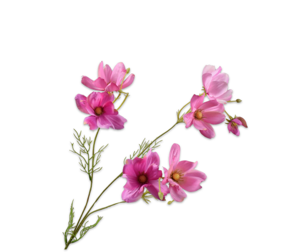 Cosmos roze 56 cm