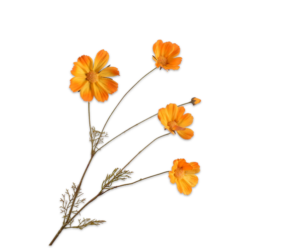 Cosmos oranje 92 cm