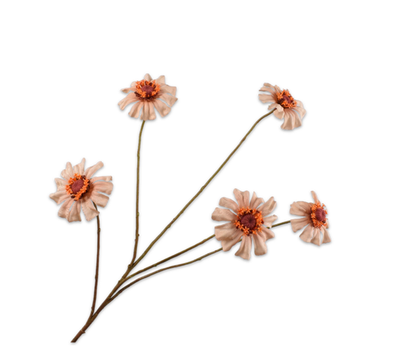 Zinnia tak perzik 89 cm