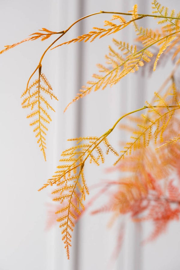 Asparagus tak oranje 113 cm