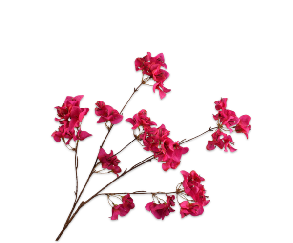 Bougainvillea tak beauty 83 cm