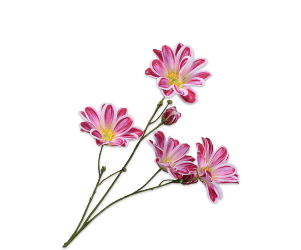 Margriet roze 65 cm