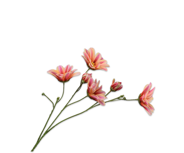 Margriet roze/geel 65 cm
