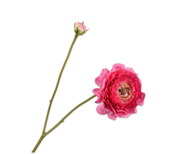 Ranonkel roze en/of oranje 60 cm