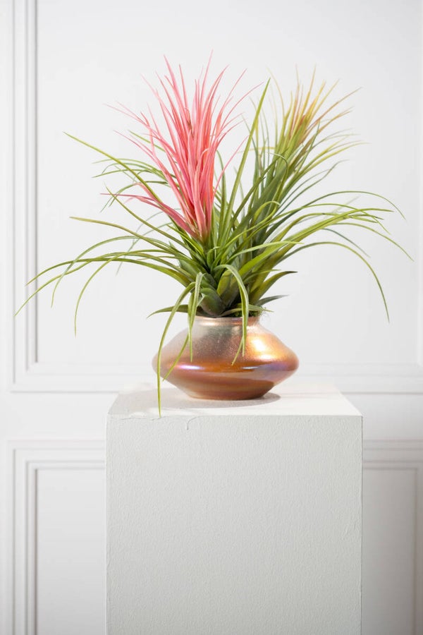 Tillandsia 48 cm