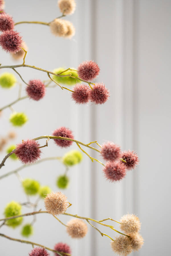 Mimosa bordeaux 120 cm
