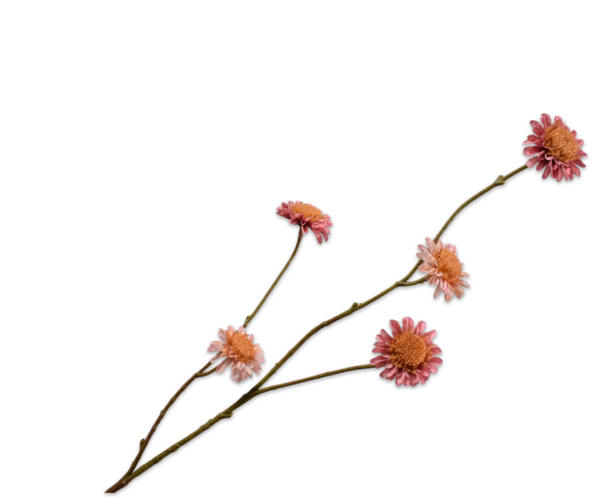 Chrysant tak roze 77 cm