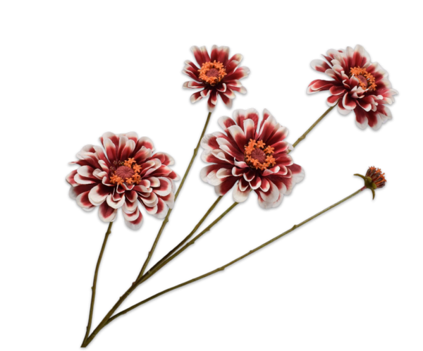 Zinnia tak creme/rood 90 cm