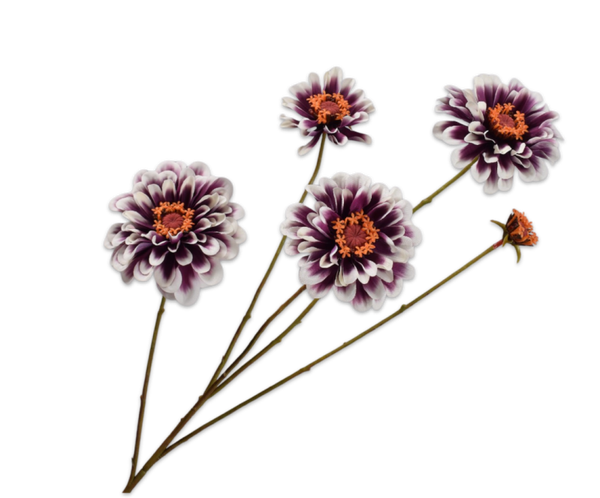 Zinnia tak creme/paars 90 cm