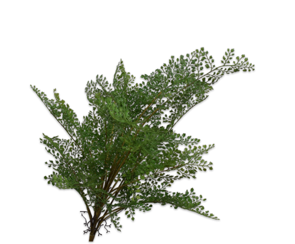 Varen bush groen 78 cm