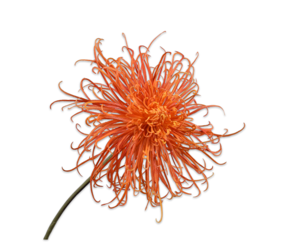 Chrysant oranje/koraal 92 cm