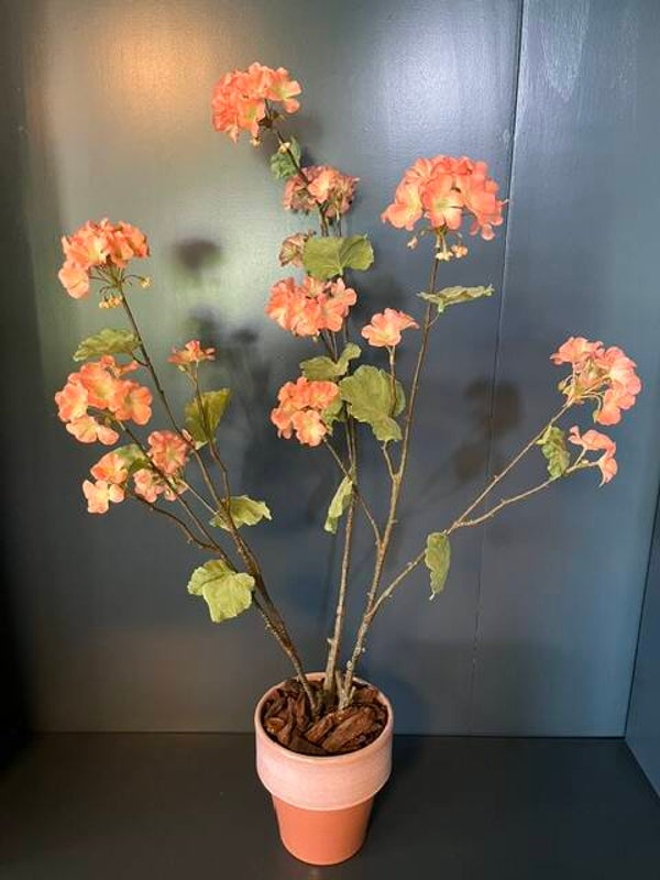 Geranium plant oranje inclusief pot
