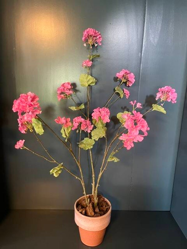 Geranium plant roze inclusief pot