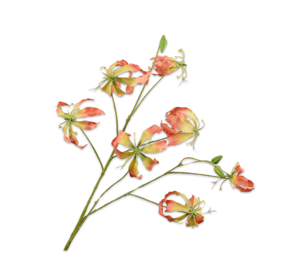 Gloriosa