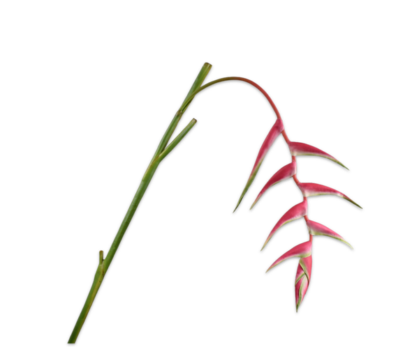 Heliconia