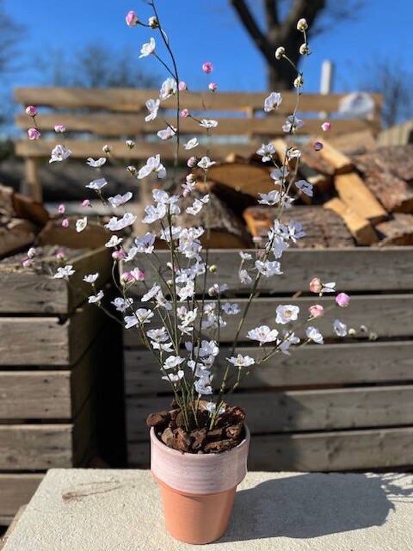 Bloesemboom