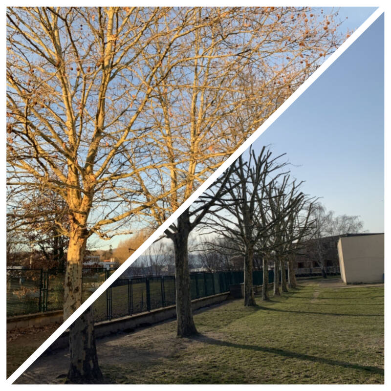 Travaux d'élagage à Isnauville par un élagueur 76