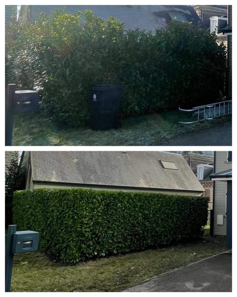 Taille de haie a Mont Saint Aignan par un élagueur professionnel