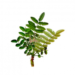 Boswellia en CBD