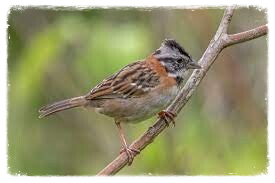 Andes Mus  Andean  sparrow tuin eco-resort The Octopus Tropical  Oasis