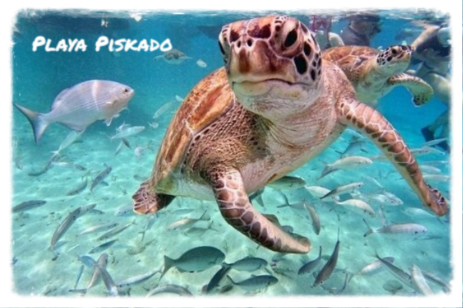 Eco Resort De Octopus Tropical Oasis Boka St. Michiel Playa Piskado