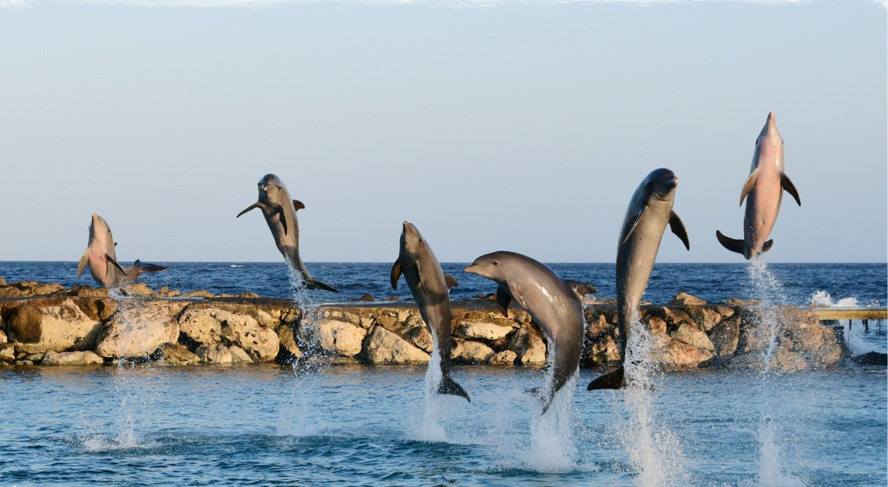 Dolphin academy “De Octopus” appartement Curaçao