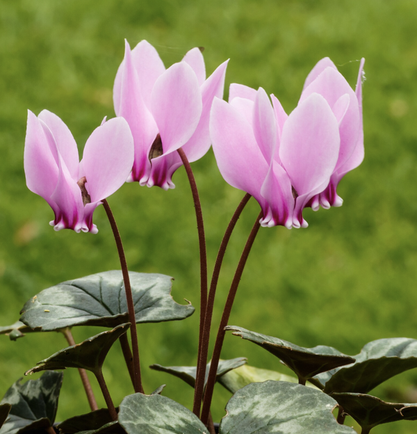 Fondant Cyclamen sauvage