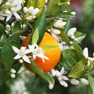 Fondant Fleur d'oranger