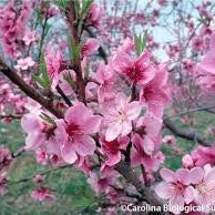 Fondant Fleur de pêcher
