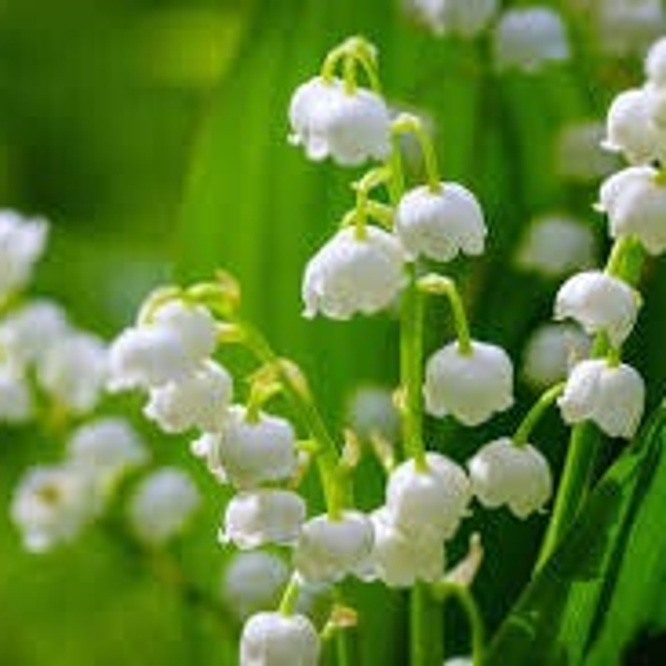 Fondant Muguet