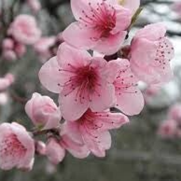 Fondant Fleur de Sakura