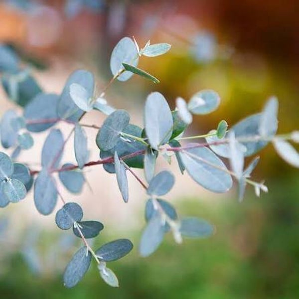 Fondant eucalyptus