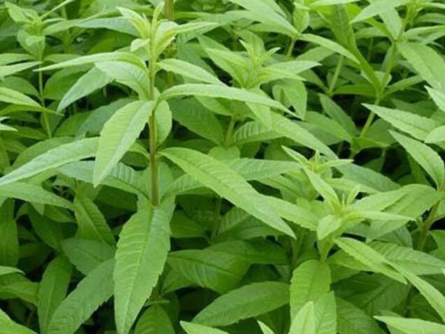 Fondant Verveine