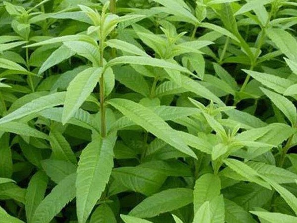 Fondant Verveine