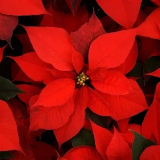 Fondant Fleur de Noël