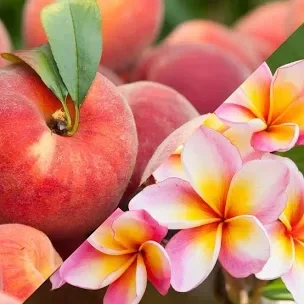 Fondant Monoï pêche