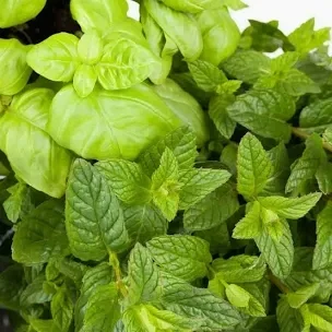 Fondant Menthe basilic