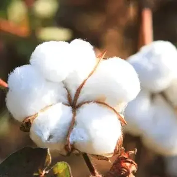 Fondant Fleur de coton