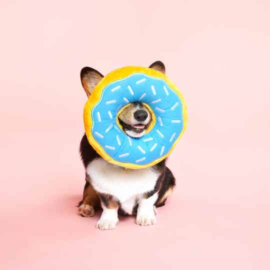 Donut Blueberry