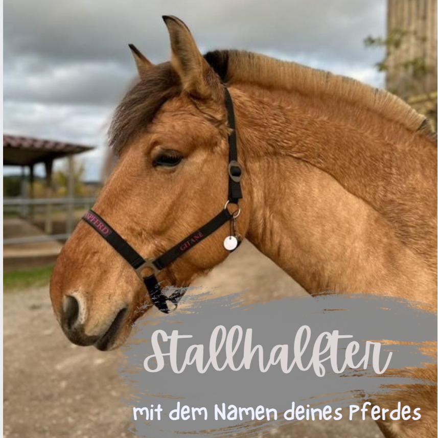 Personalisiertes Halfter mit Wunschname - schwarz