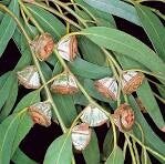 De Rozenkus Eucalyptus Globulus natuurzuivere etherische olie, 10 ml