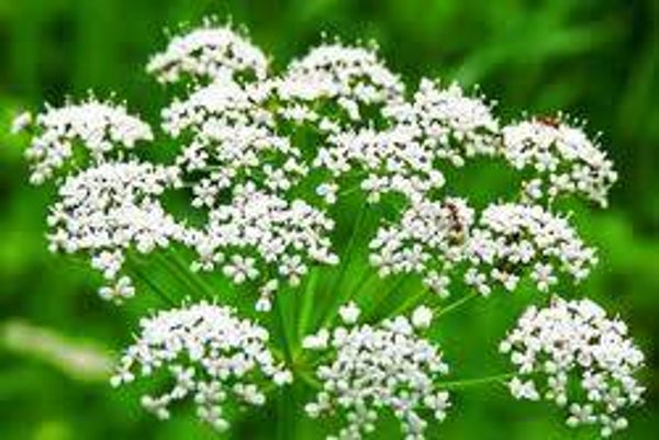 Anijs natuurzuivere etherische olie, 10 ml