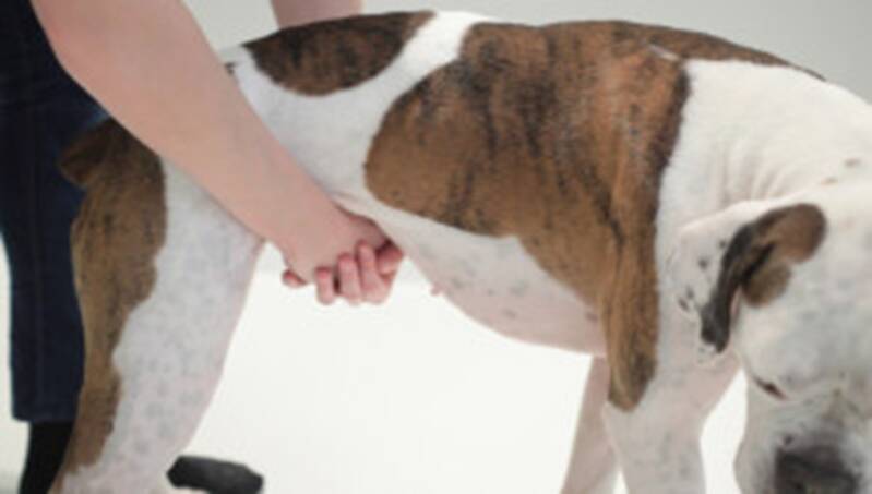 heimlich manoeuvre bij staande hond